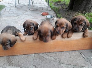 Die Welpen erkunden die Welt – Klub Dachsbracke