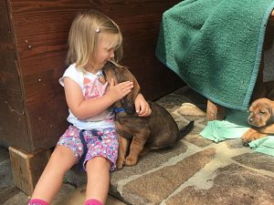 Welpenliebe – Klub Dachsbracke