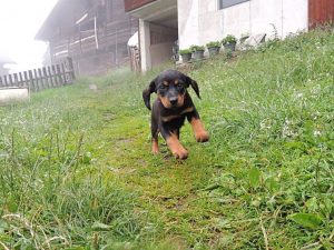 Fana von der Apriacheralm - Klub Dachsbracke