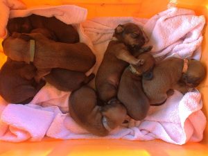 Welpen von Emmi vom Schnepfenstein - Klub Dachsbracke