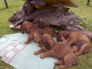 Die feschen Salzburgerinnen - Klub Dachsbracke
