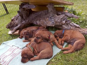 Welpen von Maya von Althausen - Klub Dachsbracke