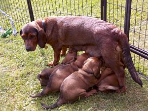 Maya von Althausen mit ihren Welpen - Klub Dachsbracke