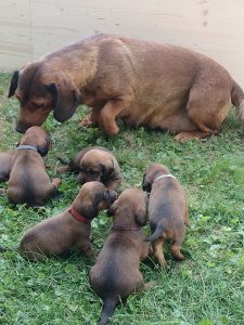 Emmi vom Schnepfenstein mit ihren Welpen - Klub Dachsbracke