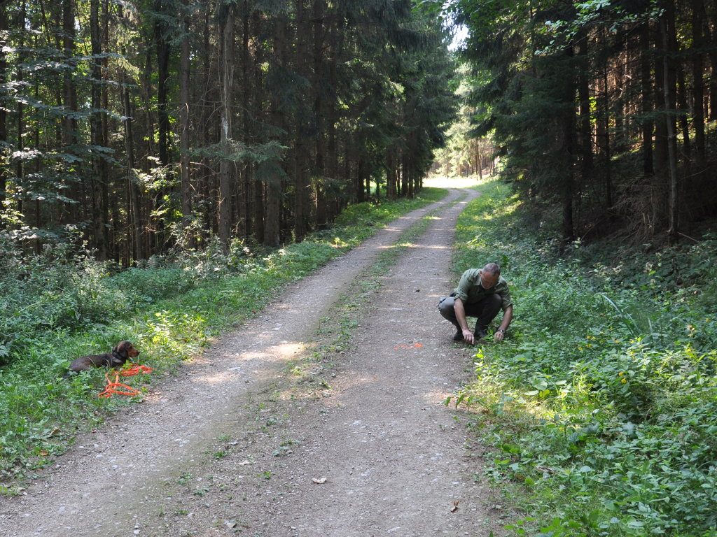 Interessiert beobachtet der abgelegte Junghund das Untersuchen des Anschusses - Übungstag der Landesgruppe Wien/Nö/Bgld. 2018 – Klub Dachsbracke