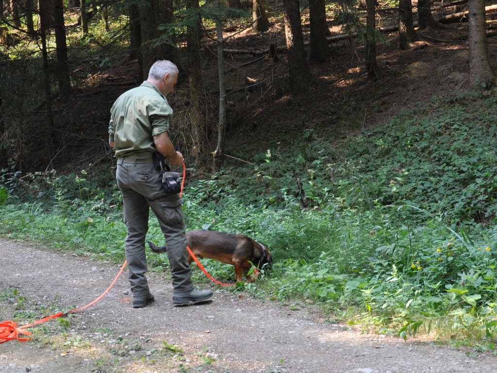Mit tiefer Nase wird die Spur aufgenommen - Übungstag der Landesgruppe Wien/Nö/Bgld. 2018 – Klub Dachsbracke