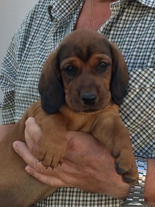 Welpe von Emmi vom Schnepfenstein - Klub Dachsbracke