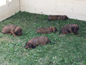 Welpen von Emmi vom Schnepfenstein - Klub Dachsbracke