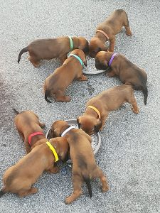 Gemeinsames Abendessen - Klub Dachsbracke