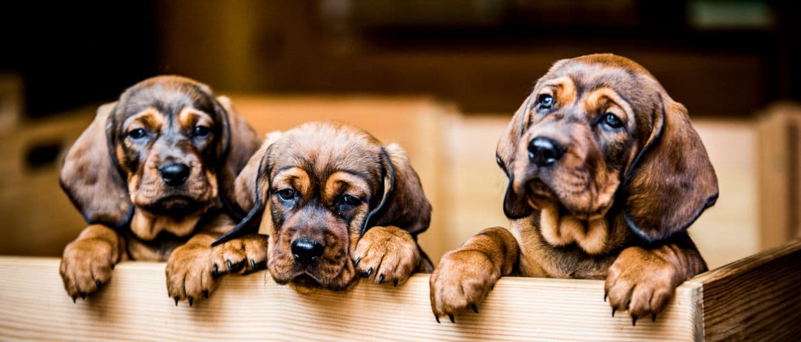 Dachsbracken Welpen aus dem Zwinger vom Goessbach