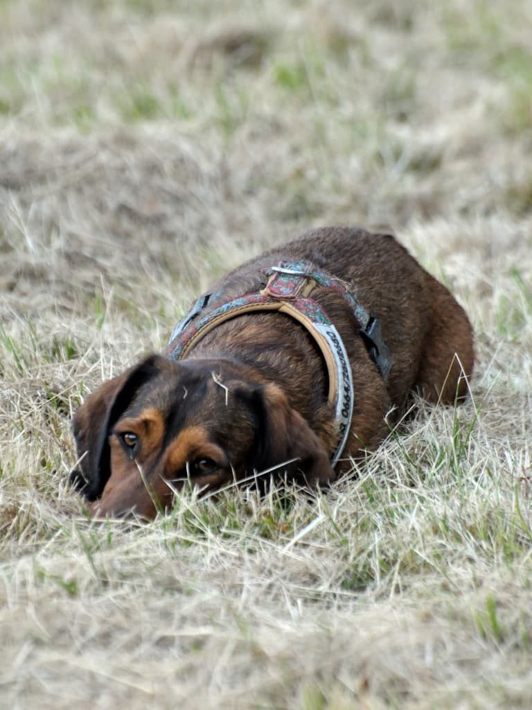 Diana vom Schnepfenstein