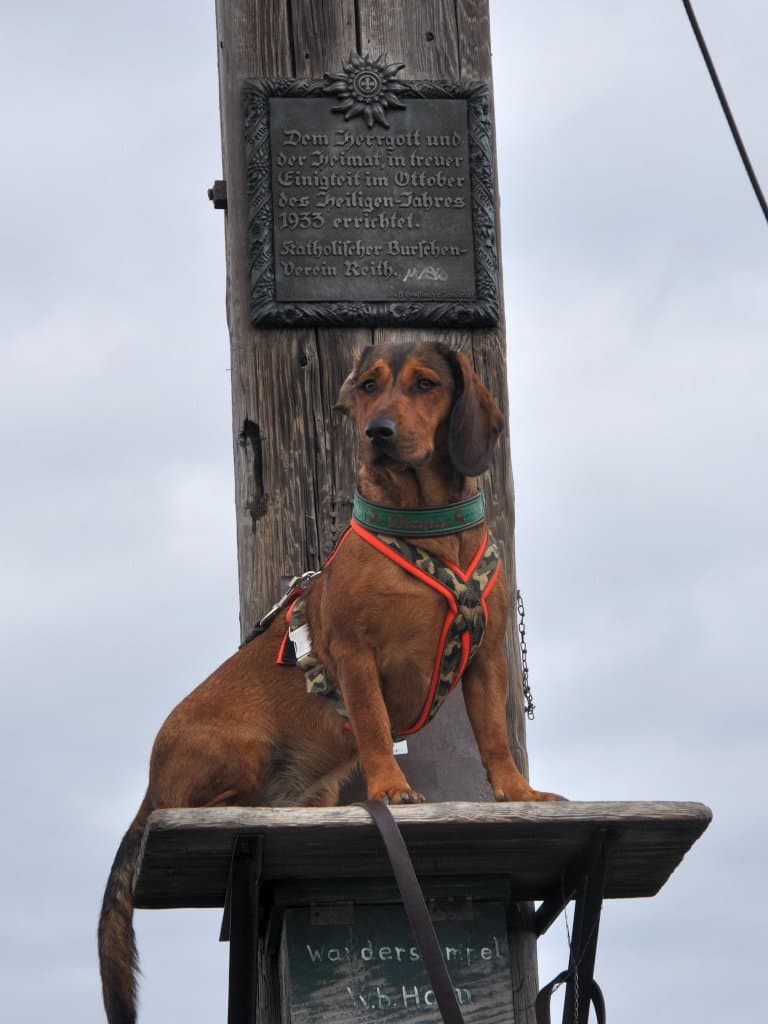 Diana vom Schnepfenstein