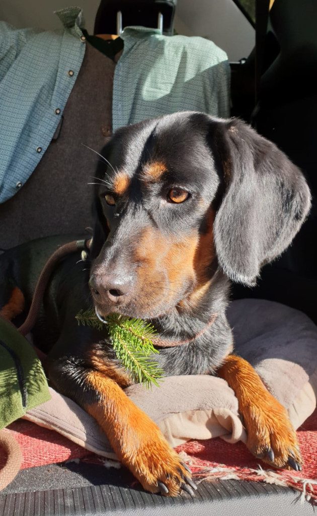 Djina vom Kalkberg - 38. Schweißprüfung des ÖJGV in Lengau 2018 - Klub Dachsbracke