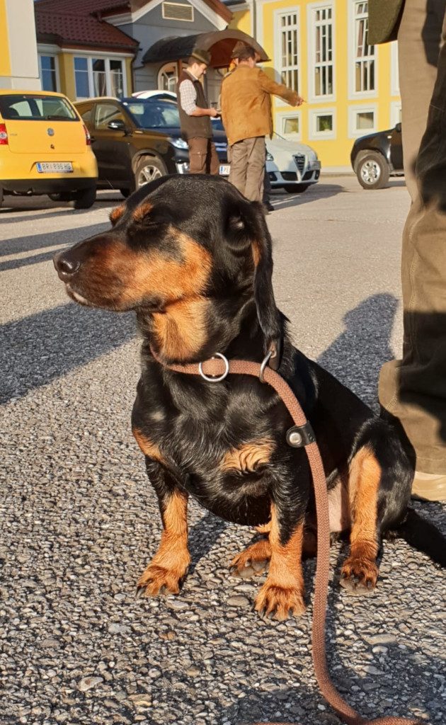 Djina vom Kalkberg - 38. Schweißprüfung des ÖJGV in Lengau 2018 - Klub Dachsbracke