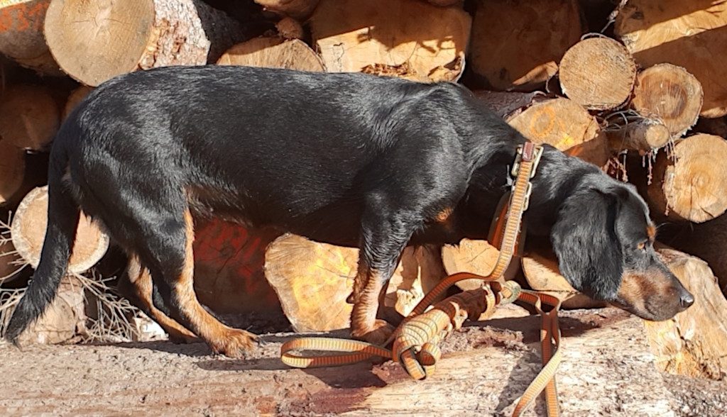 Djina vom Kalkberg - 38. Schweißprüfung des ÖJGV in Lengau 2018 - Klub Dachsbracke