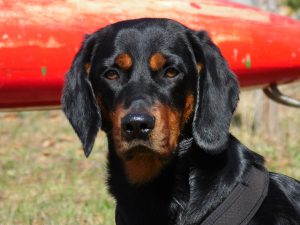 Enzo von der Apriacheralm