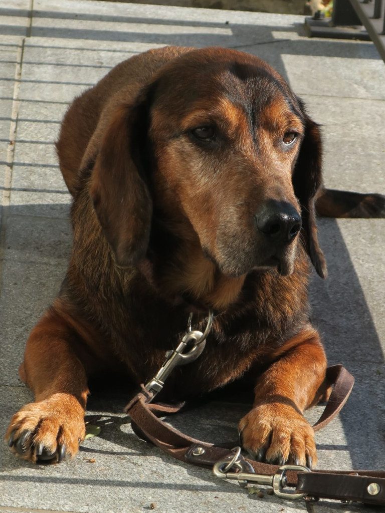 Der älteste Beobachter Rokko vom Matzenerwald - 544. Gebrauchsprüfung - Klub Dachsbracke 2018