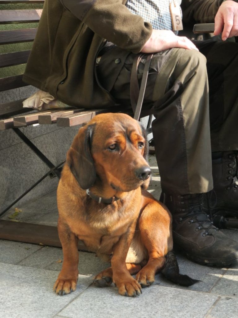 Wolfi vom Reitschacher - 544. Gebrauchsprüfung - Klub Dachsbracke 2018