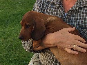 Ich bin noch auf der Suche nach meinem Hundeführer - Klub Dachsbracke