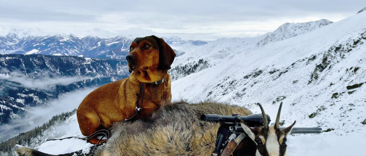 Gamsjagd - Klub Dachsbracke 2018