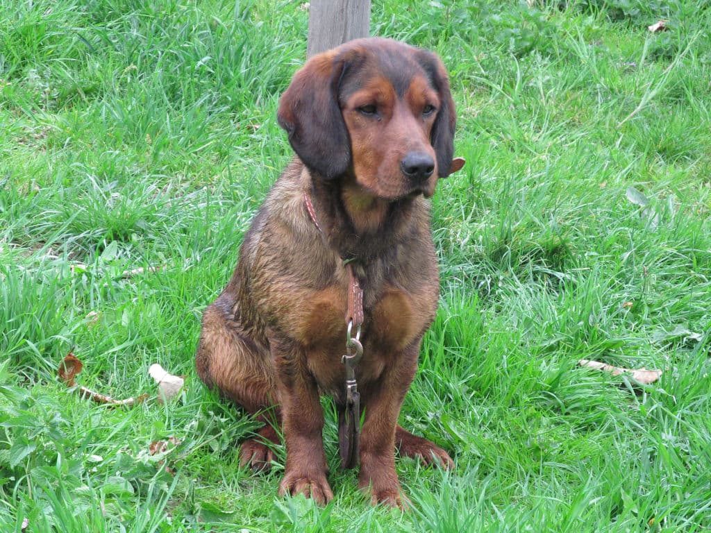 Diana von den Hadenboden - Klub Dachsbracke 2018