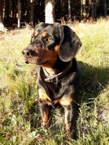 Vita vom Egersbach - Klub Dachsbracke