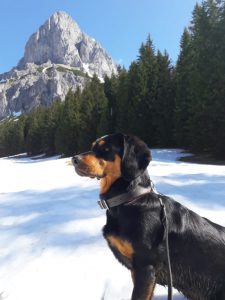 Vita vom Egersbach - Klub Dachsbracke