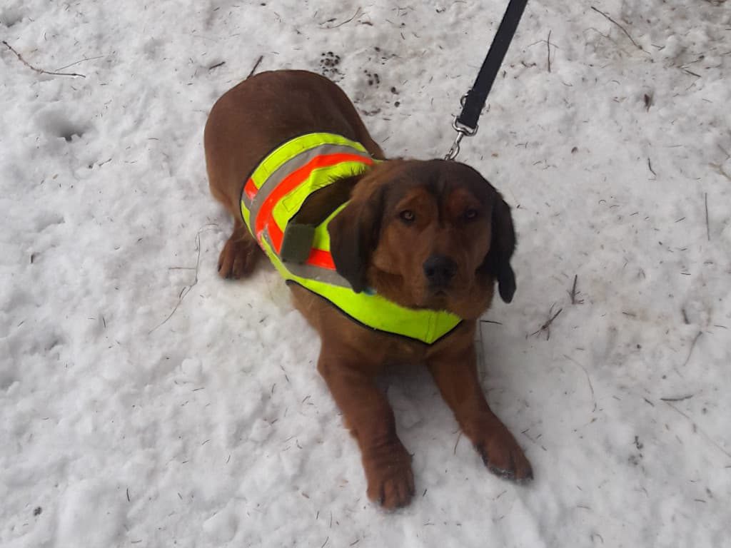 Jagdhund mit viel Potential - Drago vom Salzatal - Klub Dachsbracke