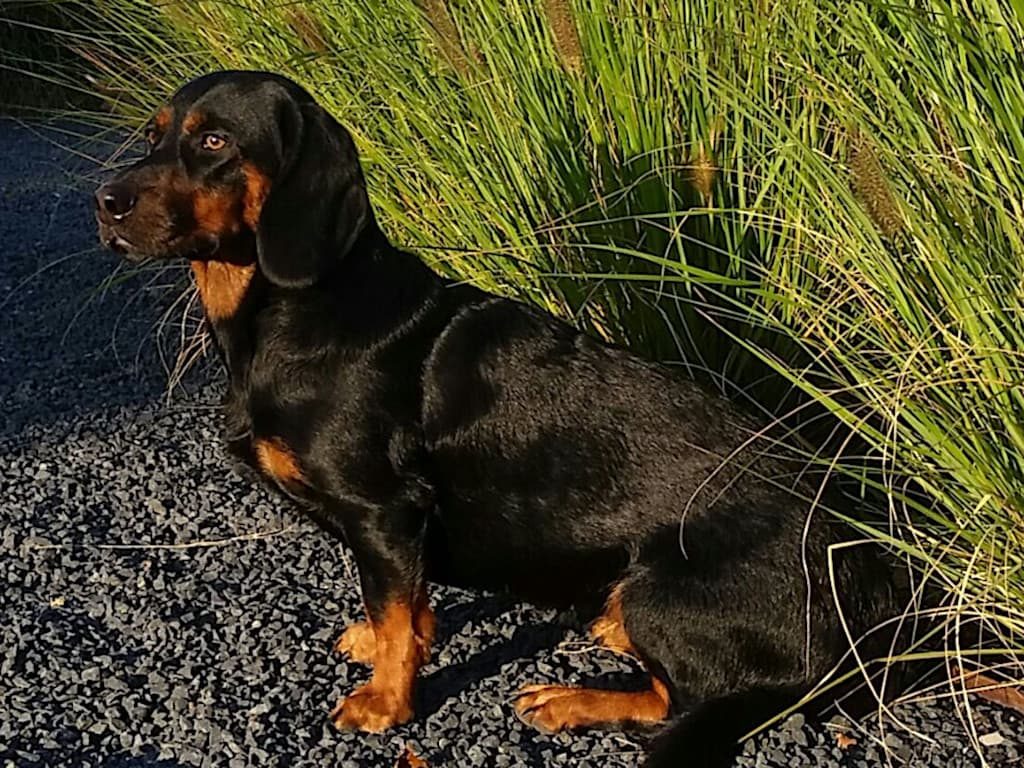 Ein Jagdhund erzählt: A Gschichtl aus dem Wienerwald von Djina vom Kalkberg