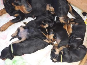 Welpen von Vita vom Egersbach - Klub Dachsbracke