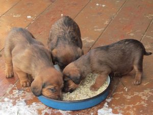 Welpen von Diana von den Hadenboden – Klub Dachsbracke 2019
