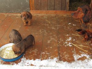 Diana von den Hadenboden mit ihren Welpen – Klub Dachsbracke 2019