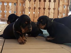 Der erste Dachsbracken Ausflug auf die Terrasse - Klub Dachsbracke