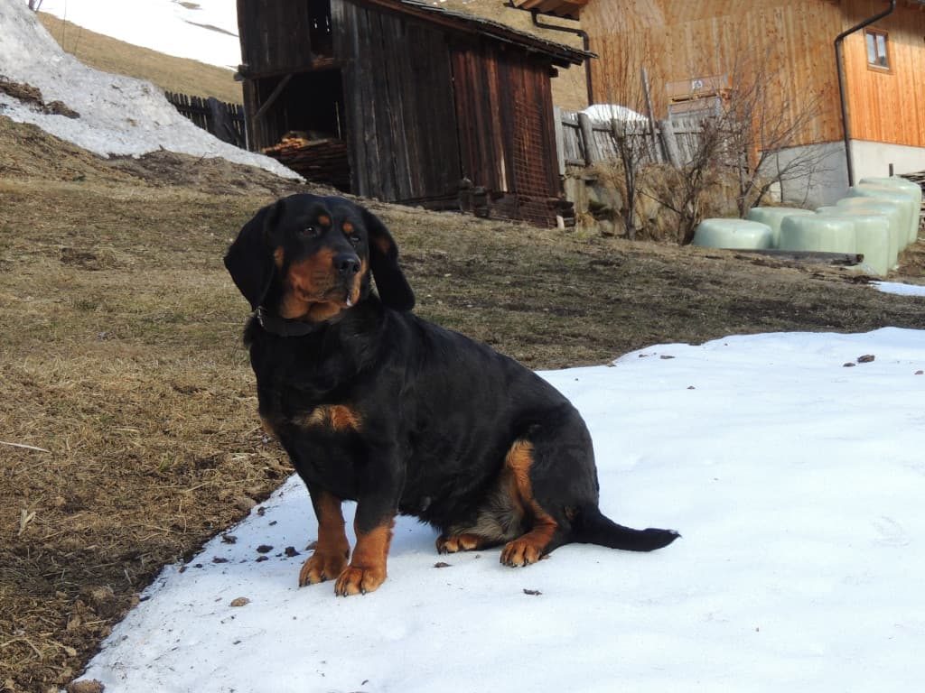 Zuchthündin - Chira vom Zirmegg - Klub Dachsbracke