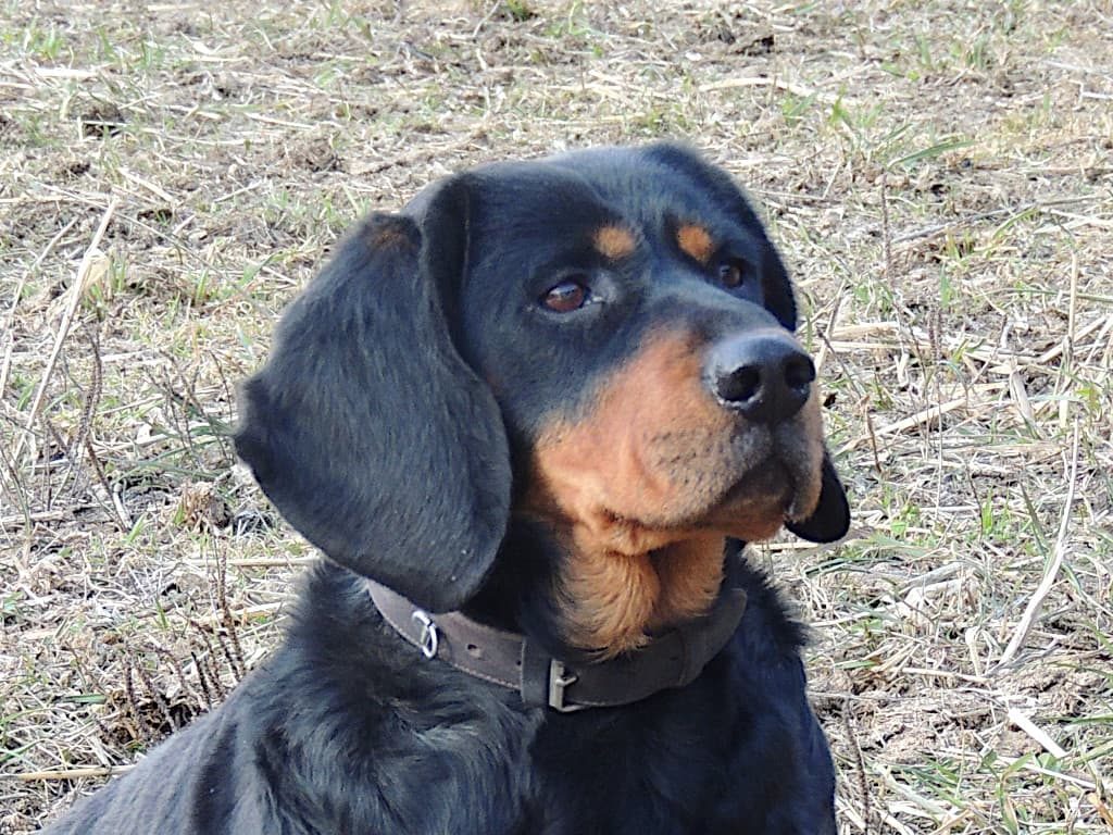 Jagdhund - Chira vom Zirmegg - Klub Dachsbracke