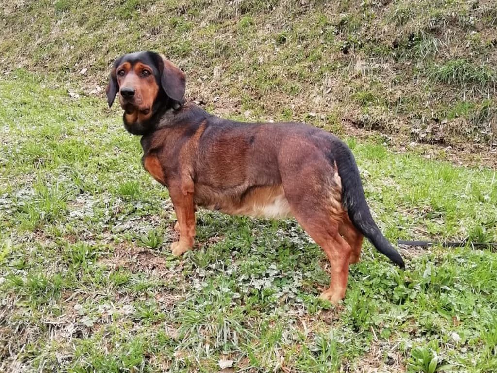 Zuchthündin - Welli vom Auerling - Klub Dachsbracke