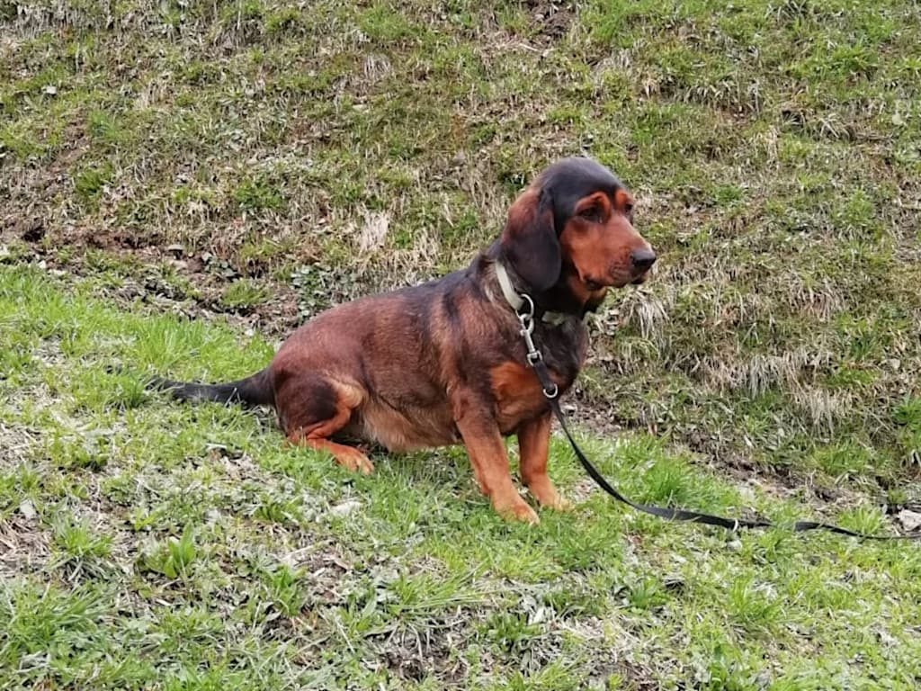 Jagdhund Welli vom Auerling - Klub Dachsbracke
