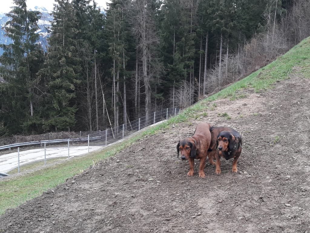 Jagdhunde - Eddie vom Schnepfenstein mit Welli vom Auerling - Klub Dachsbracke