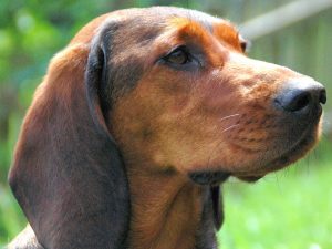 Zuchthündin - Ajka von schwarzem Gift - Klub Dachsbracke