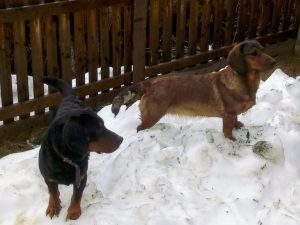 Rudi vom Feistritzgraben mit Jessi von der Schlossherrnalm - Klub Dachsbracke