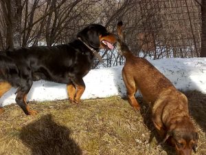 Jagdhunde - Jessi von der Schlossherrnalm mit Rudi vom Feistritzgraben - Klub Dachsbracke
