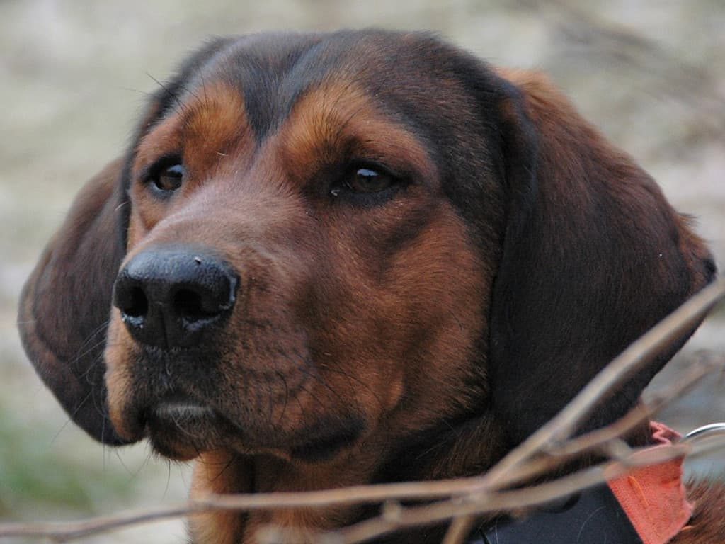 Zuchtrüde - Jago von der Schlossherrnalm - Klub Dachsbracke
