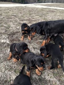 Jagdhunde Welpen Ausflug mit Vita vom Egersbach - Klub Dachsbracke