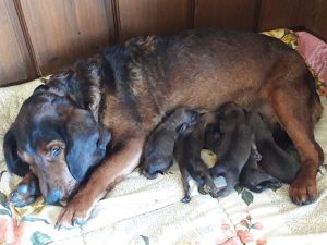 Daisy von Pritschon mit ihren Welpen - Klub Dachsbracke