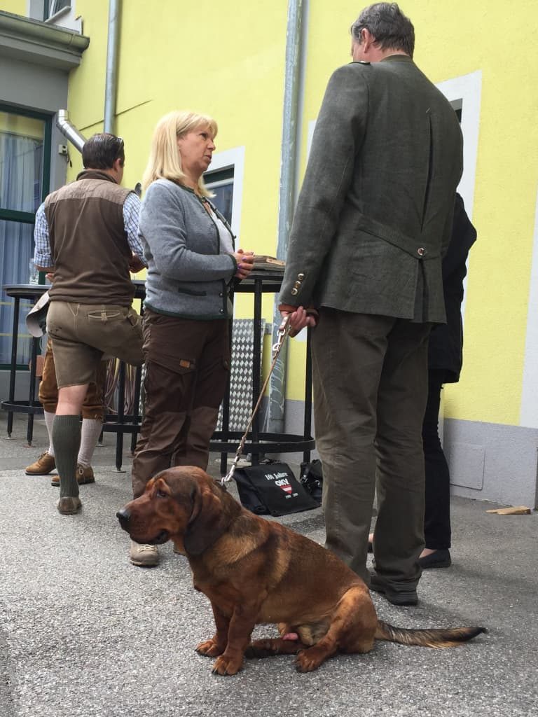 Formwertrichterin Andrea Prenner begutachtete die Junghunde - Klub Dachsbracke