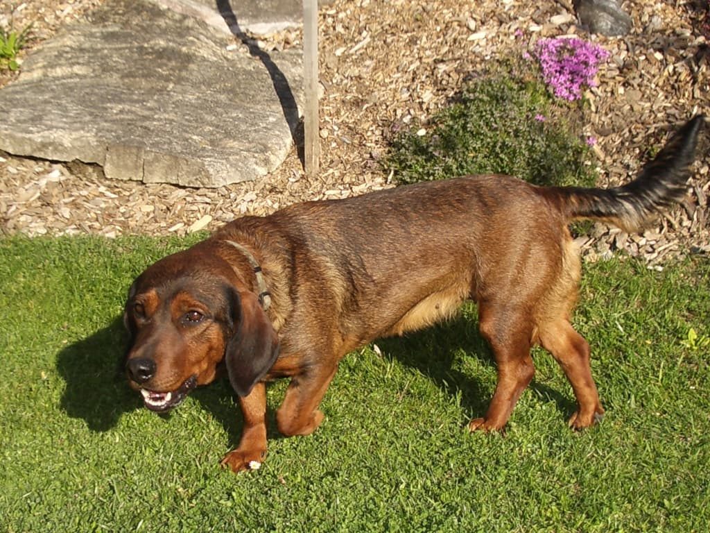 Jagdhund - Ebby von den Hadenboden - Klub Dachsbracke