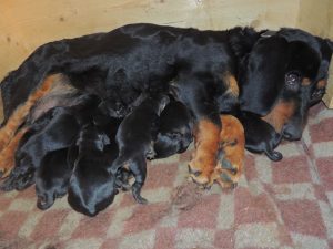 Chira vom Zirmegg mit ihren Welpen - Klub Dachsbracke 2019