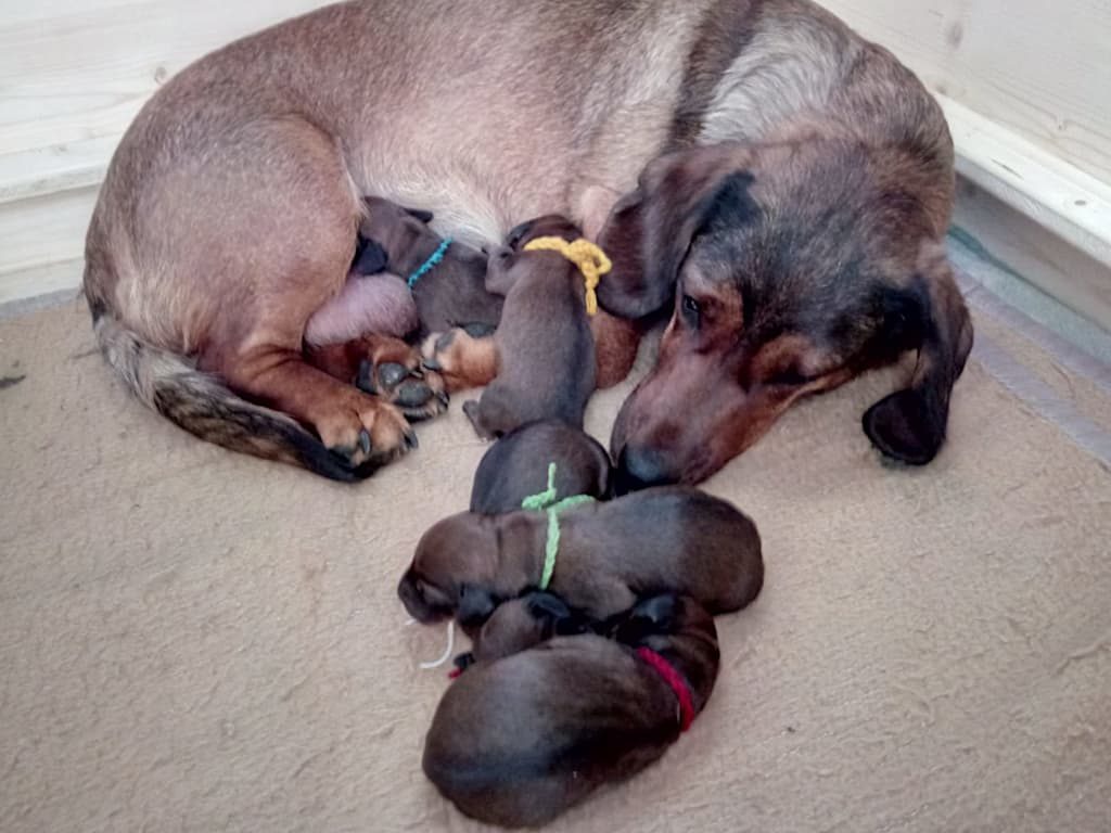 Jessi von der Schlossherrnalm mit ihren Welpen - Klub Dachsbracke