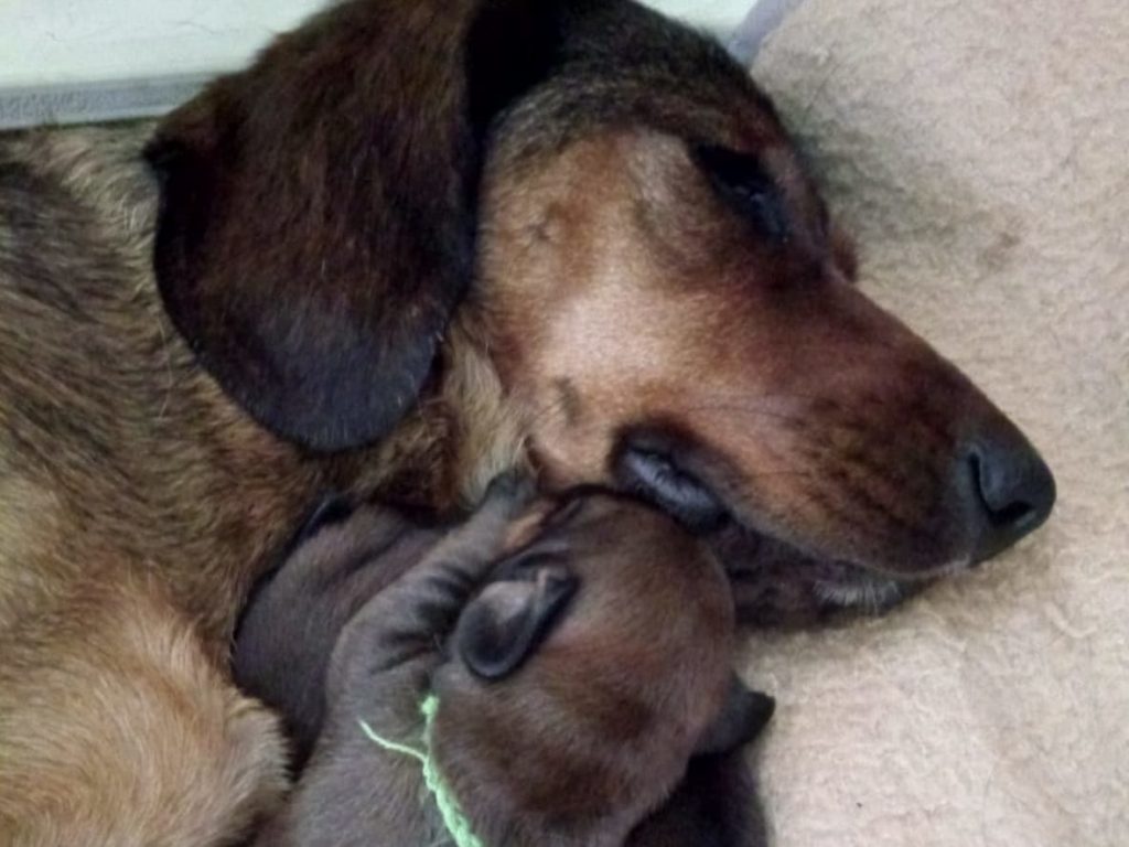 Kuscheln mit Mama ...