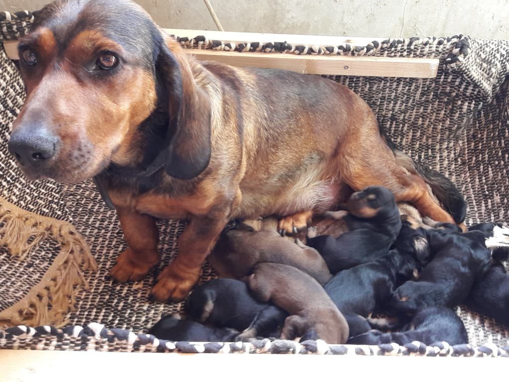 Dina von der Apriacheralm mit ihren Welpen - Klub Dachsbracke 2019